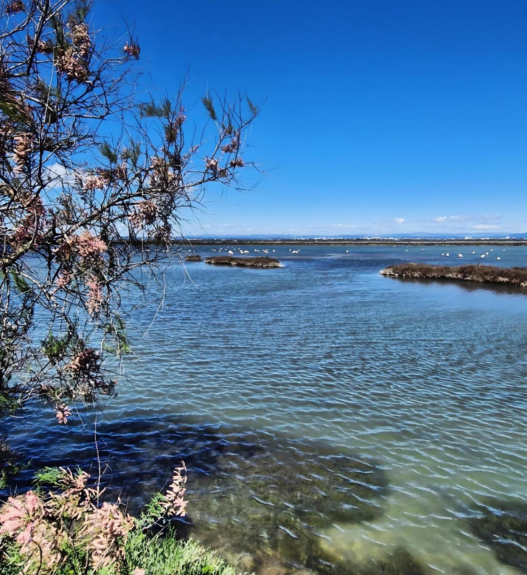 Апартаменти Sable & Pampas - Meuble De Tourisme 5 Etoiles Карнон-Плаж Екстер'єр фото