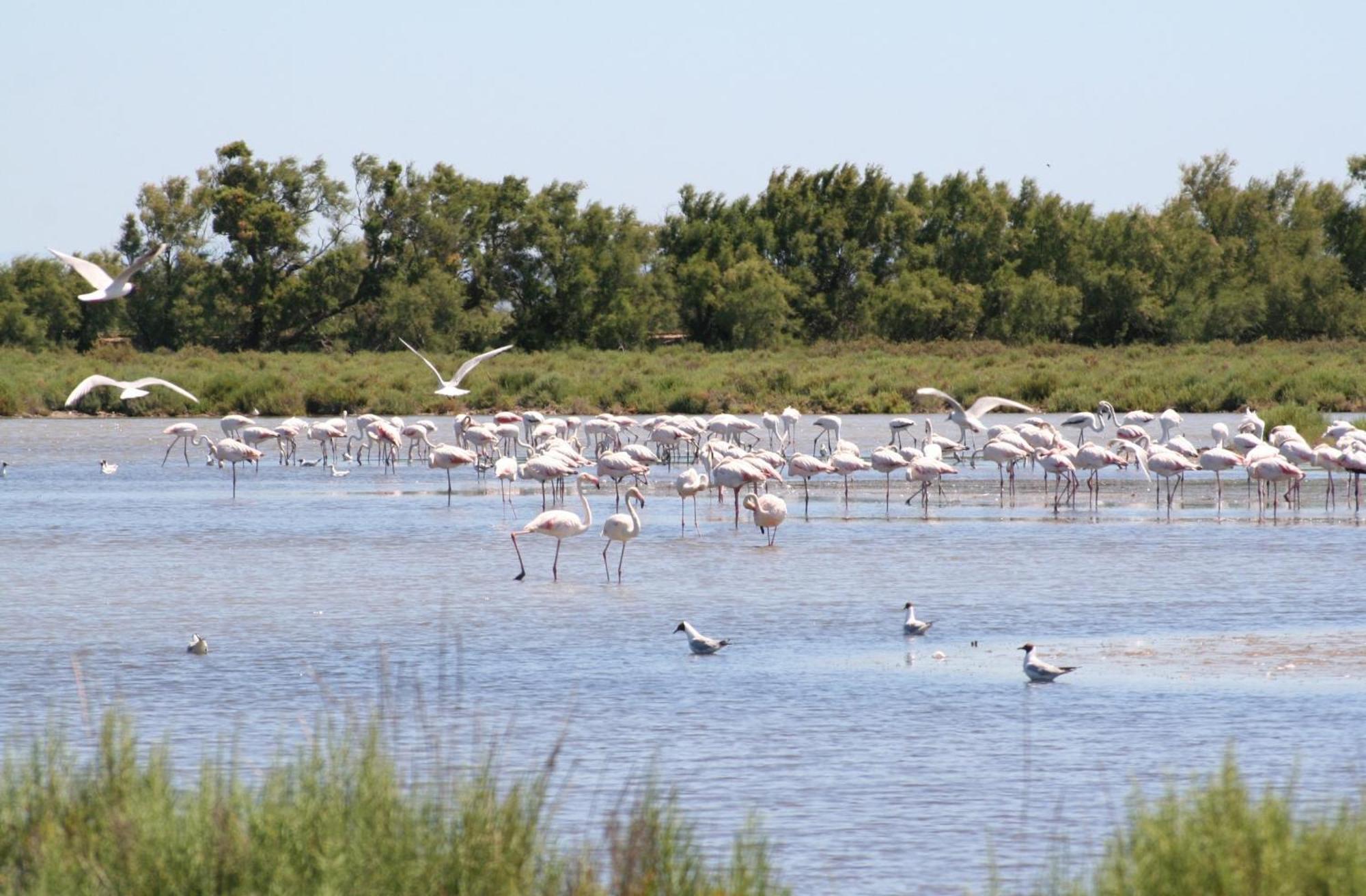 Апартаменти Sable & Pampas - Meuble De Tourisme 5 Etoiles Карнон-Плаж Екстер'єр фото